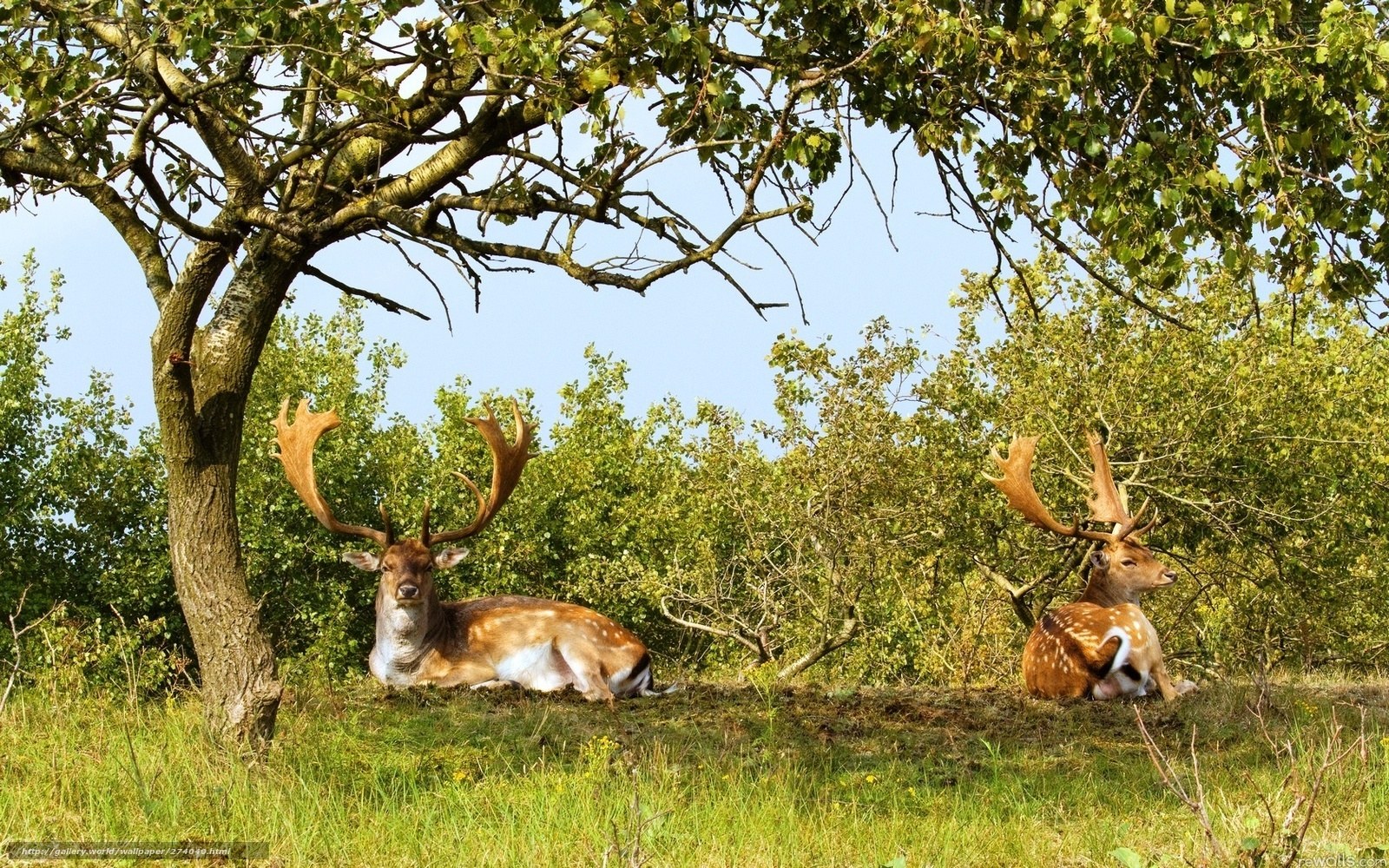 Two deer resting in a field