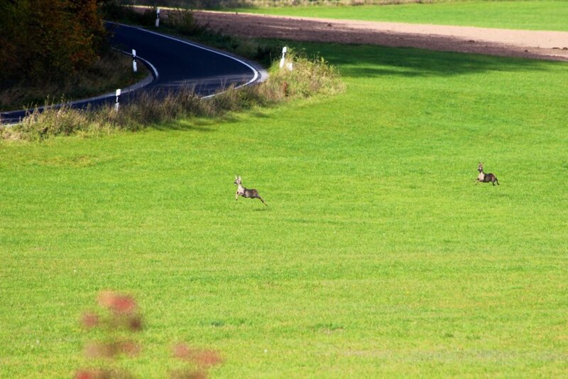 Two Deer Running
