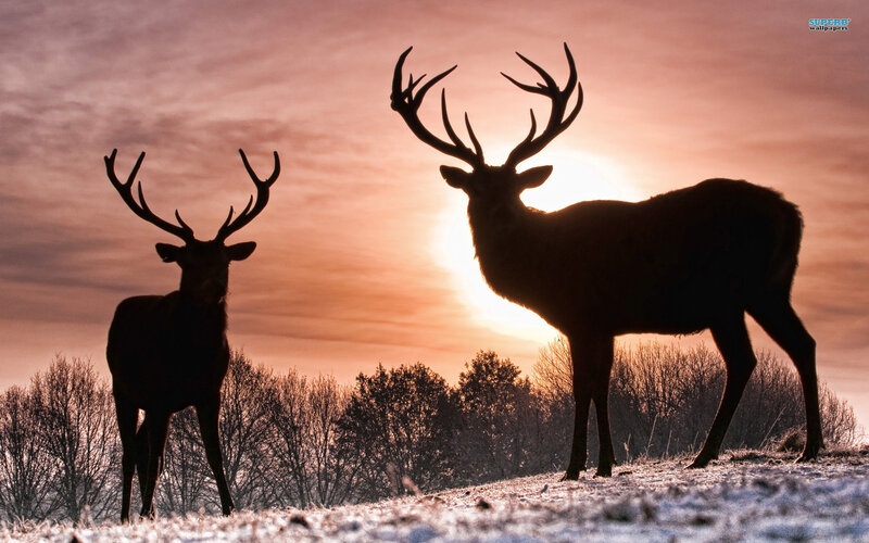 Two Deer Silhouettes — Orange