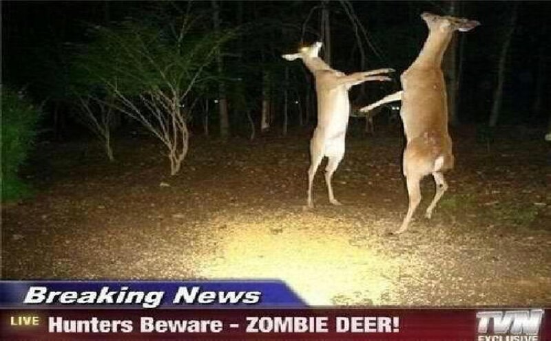 Two Deer Standing