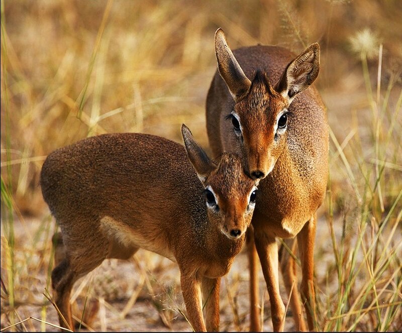 Two dik-diks in the grass