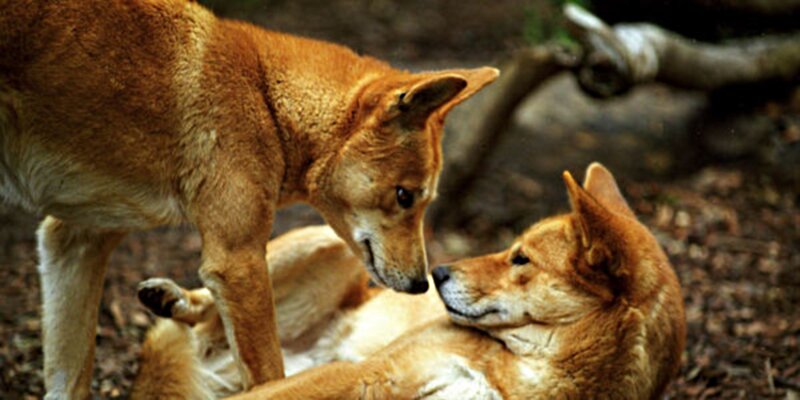 Two Dingoes Interacting
