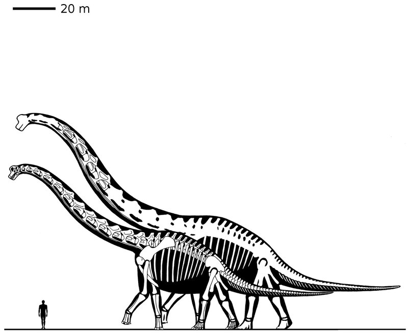 Two Dinosaur Skeletons