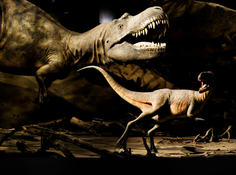 Two Dinosaurs in Exhibit
