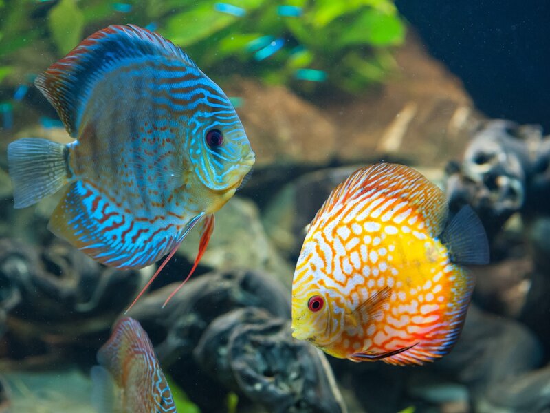 Two Discus Fish — Blue, Calm, Photograph