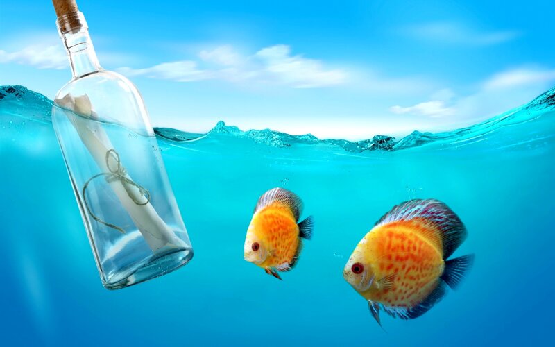 Two Discus Fish — Blue, Serene, Afternoon