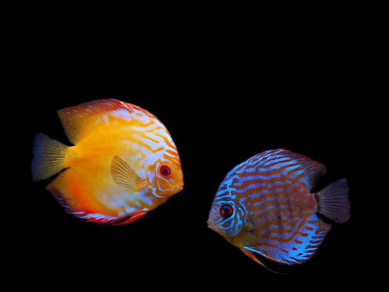 Two Discus Fish — Blue
