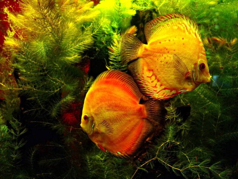 Two Discus Fish — Green