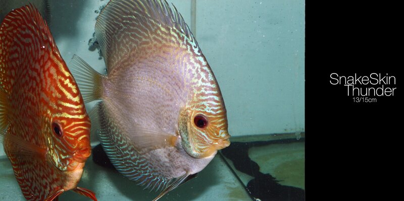 Two Discus Fish — Red, Calm, Photograph