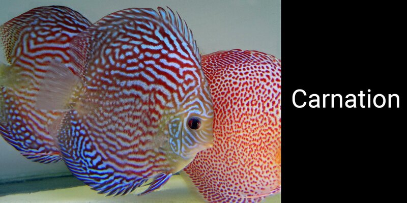 Two Discus Fish — Red, Calm