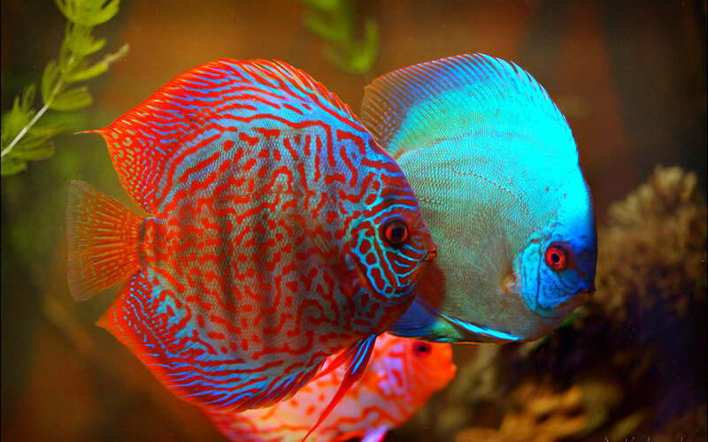 Two Discus Fish — Red
