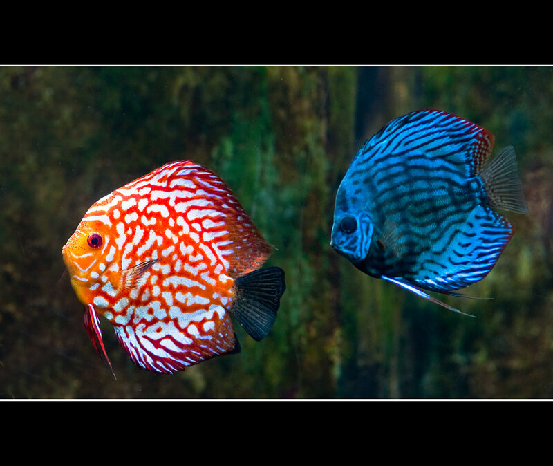 Two Discus Fish