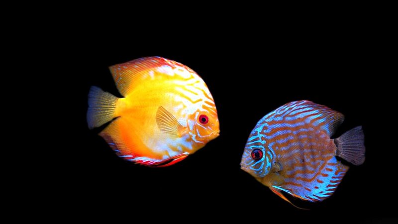 Two Discus Fish — Yellow, Dramatic