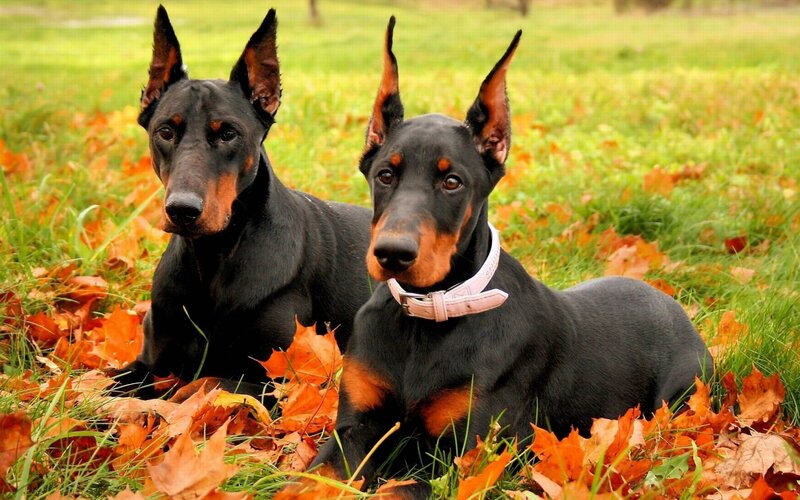 Two Doberman Dogs — Black, Calm, Autumn