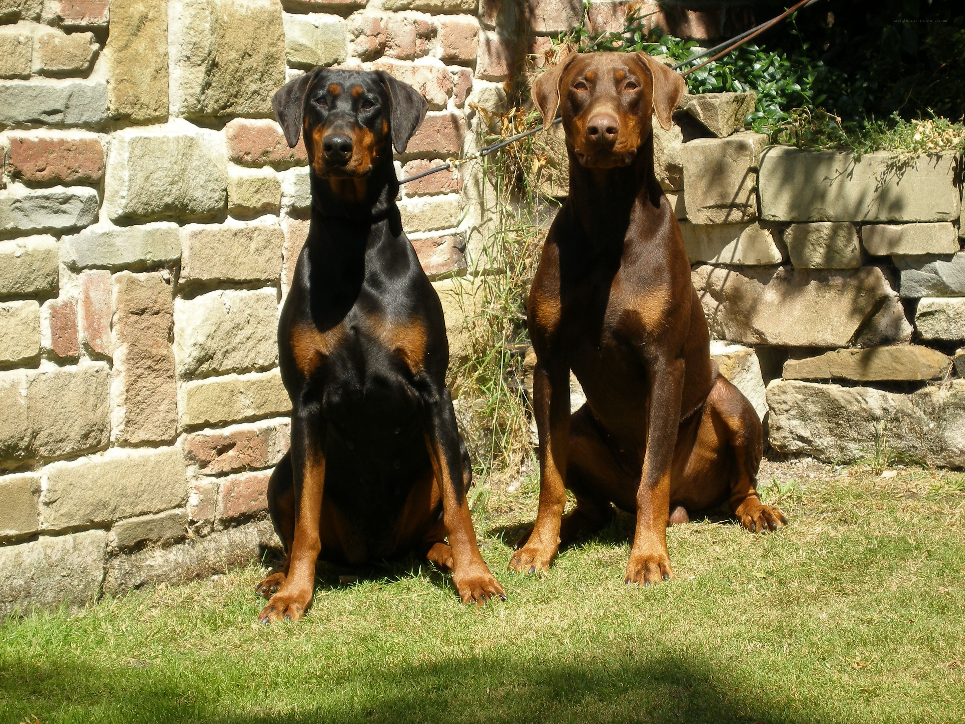 Two Doberman Pinschers sitting