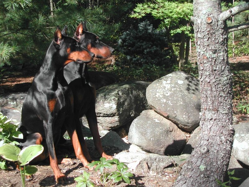 Two Doberman Pinschers