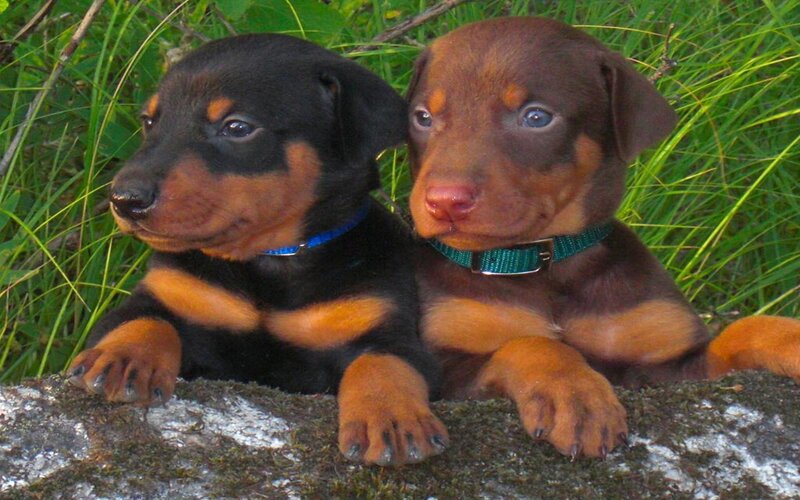 Two Doberman Puppies — Brown