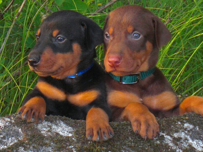 Two Doberman puppies in grass