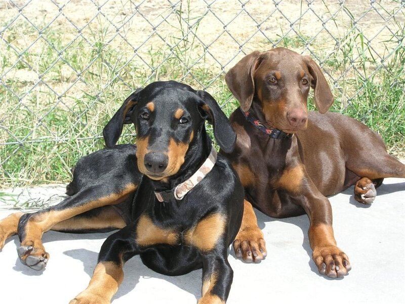 Two Doberman Puppies