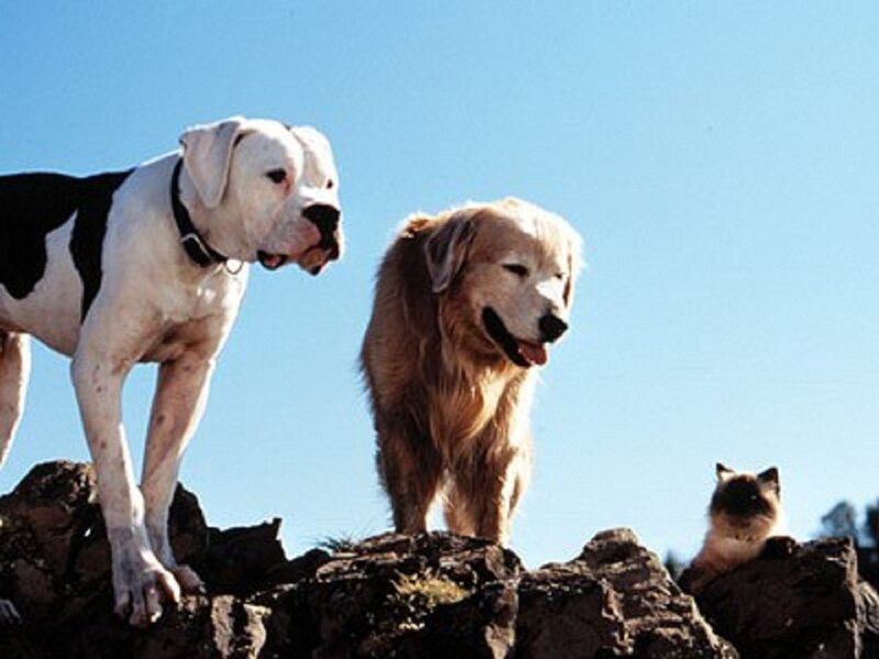Two Dogs and a Cat