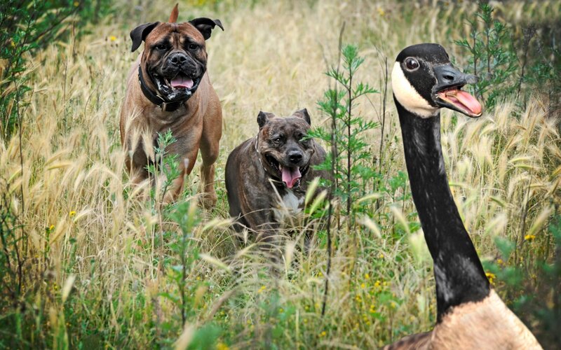 Two Dogs and a Goose