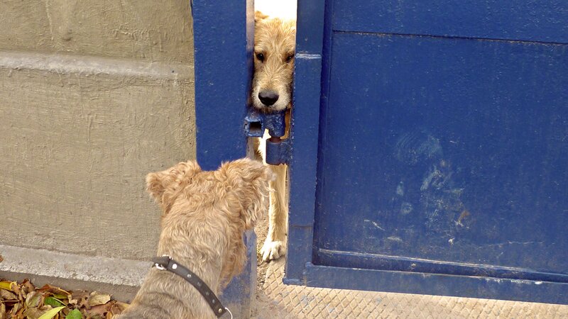 Two dogs at a blue gate