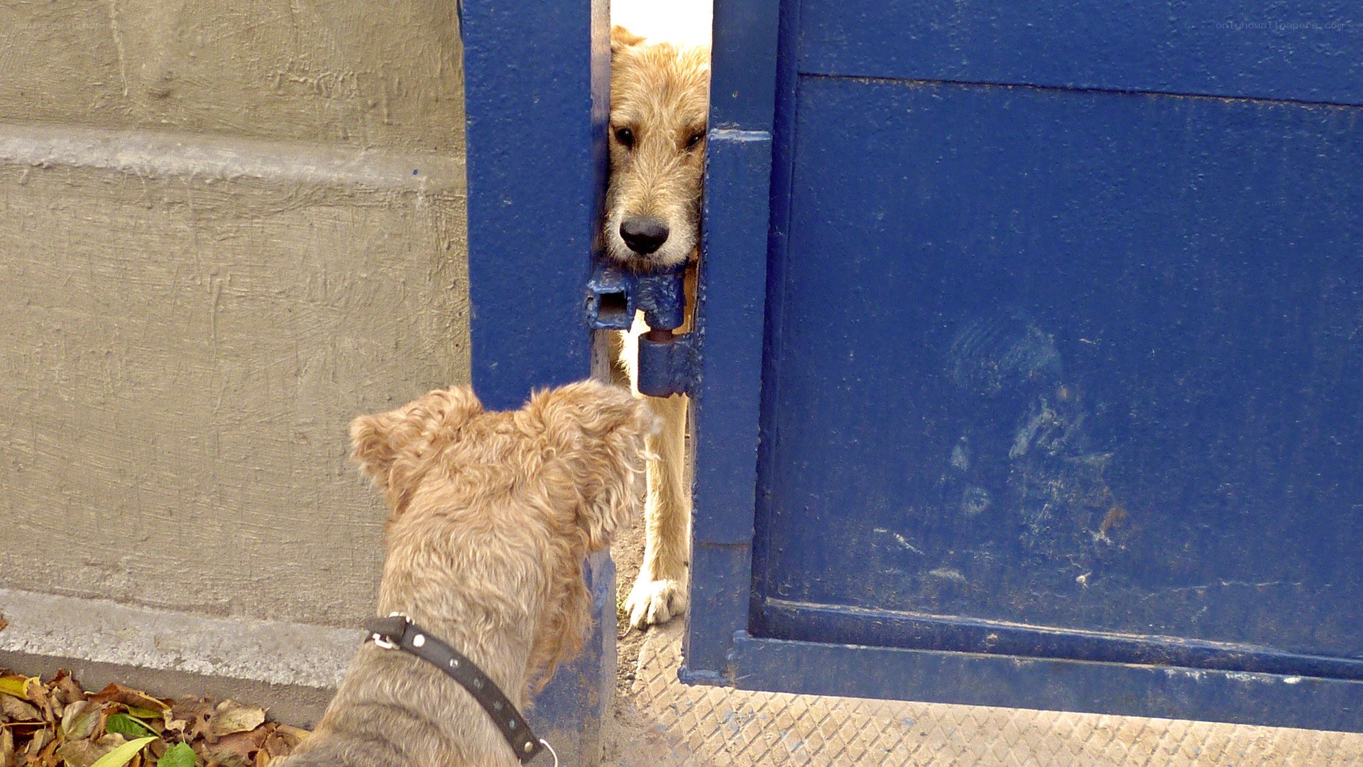 Two dogs at a blue gate