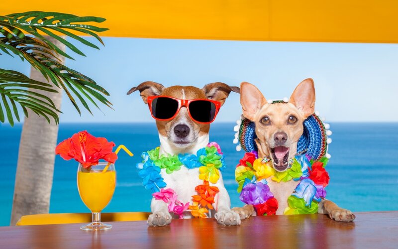 Two Dogs at Beach Bar