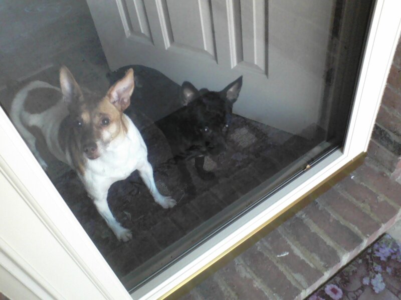 Two Dogs at Door