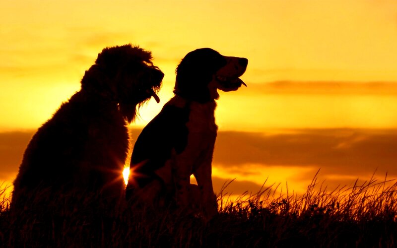 Two Dogs at Sunset