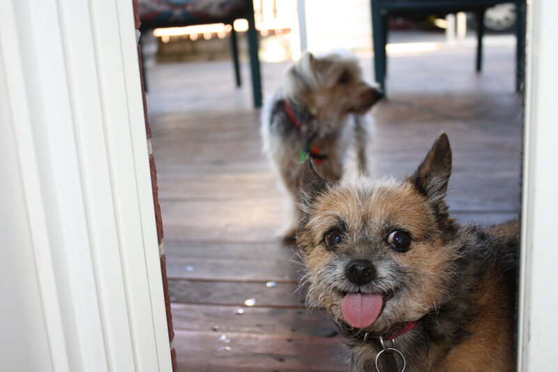 Two dogs at the doorway