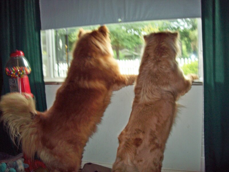 Two dogs at the window