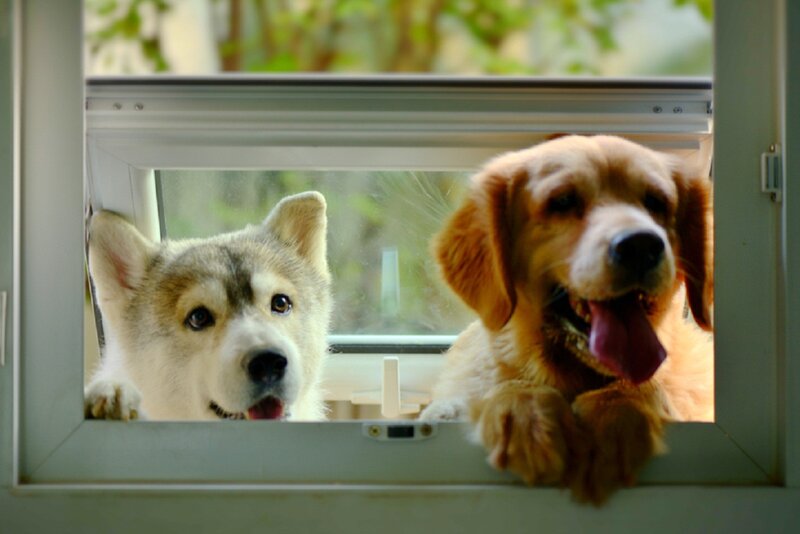 Two Dogs at Window — Brown