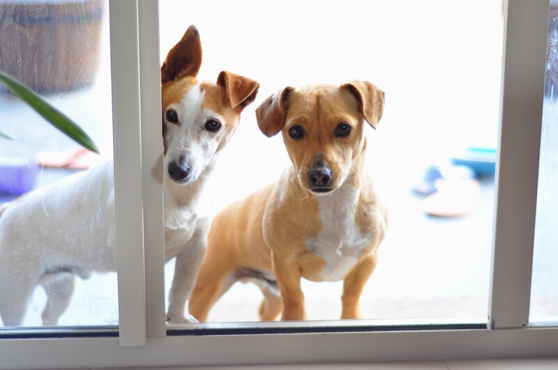 Two Dogs at Window