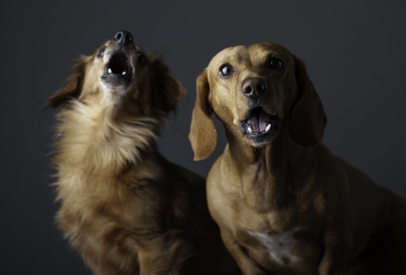Two Dogs Barking