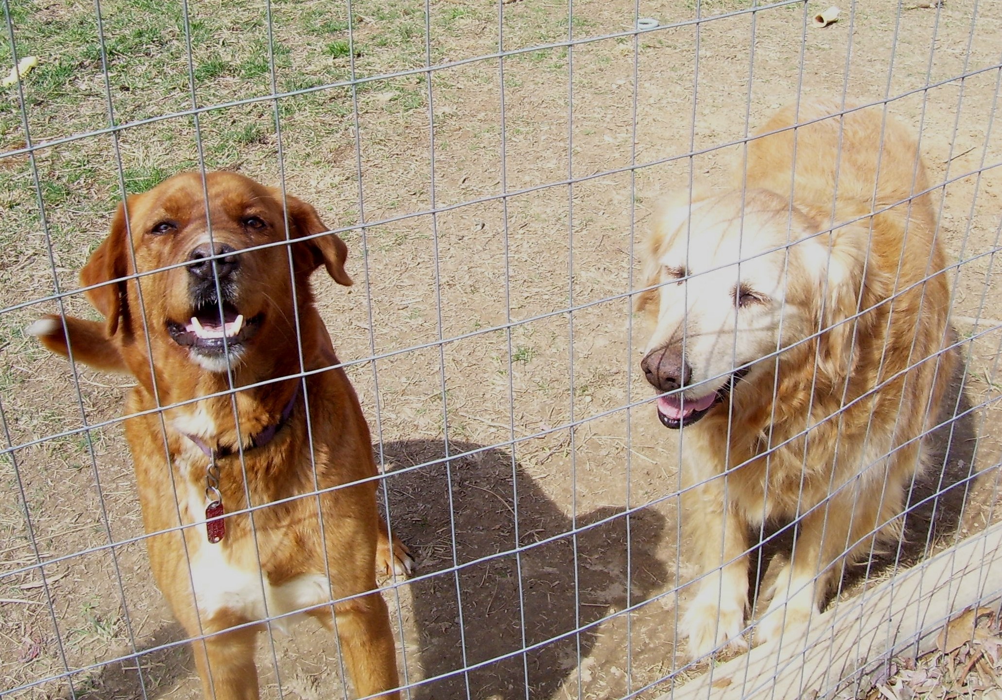 Two dogs behind a fence