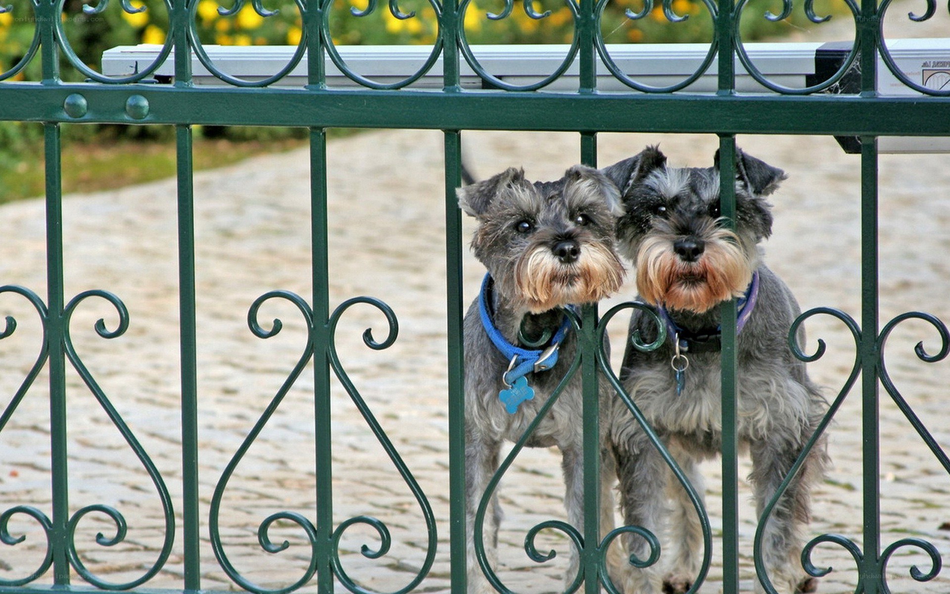Two dogs behind a green gate