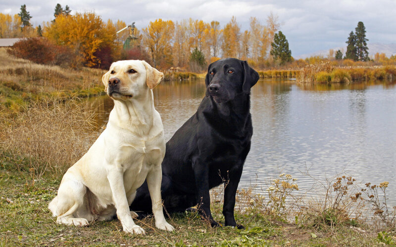 Two dogs by a pond