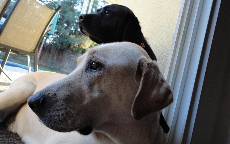 Two dogs by the door