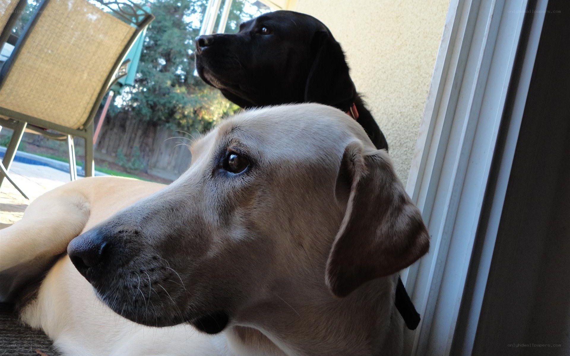 Two dogs by the door