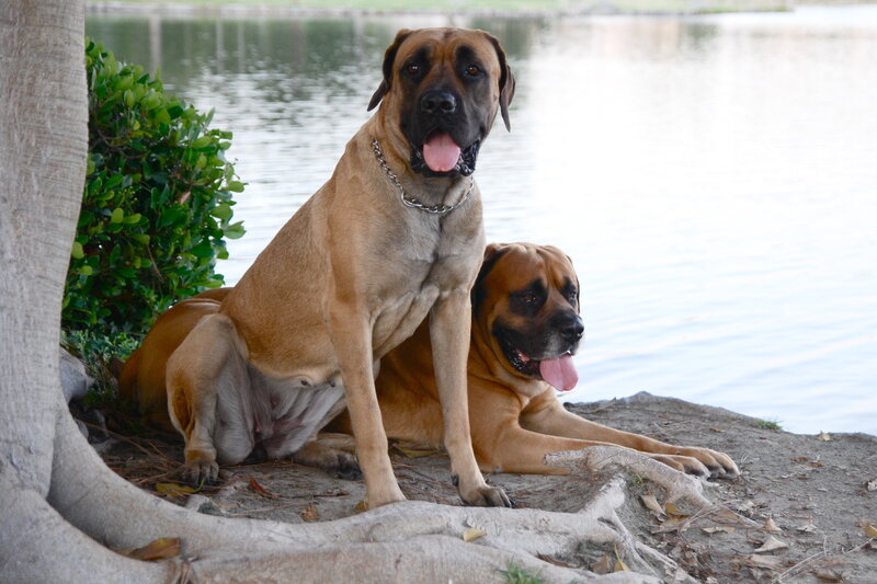 Two dogs by the lake
