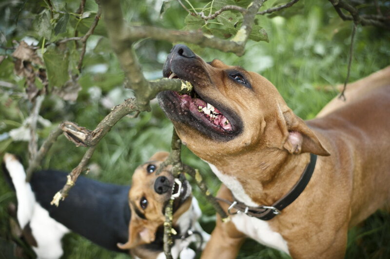 Two Dogs Chewing Branch