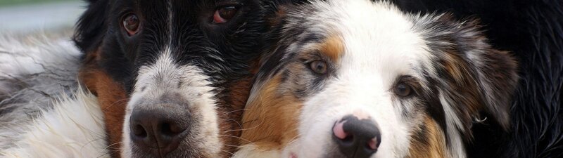 Two Dogs Close Together