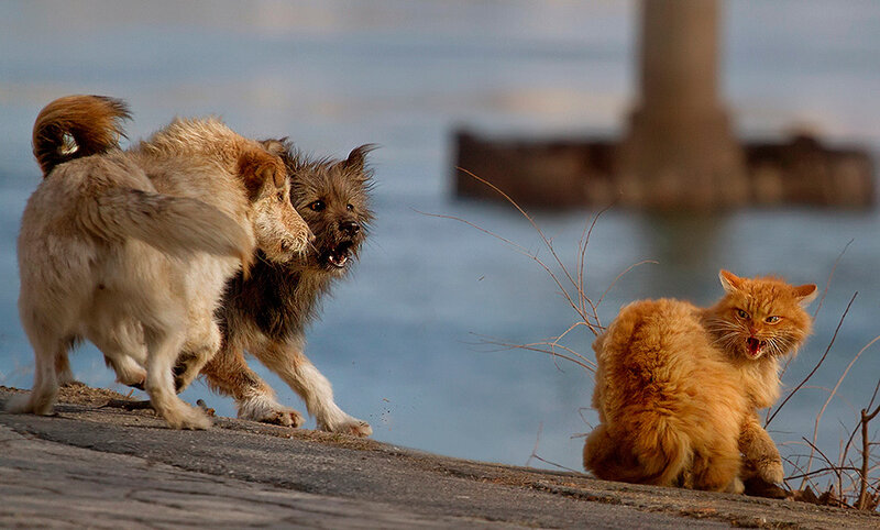 Two Dogs Confronting Cat