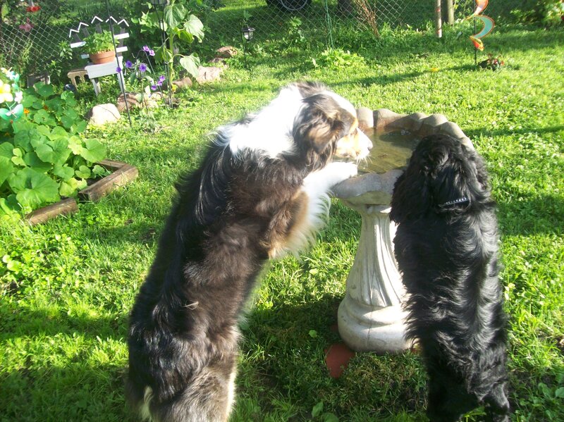 Two Dogs Drinking Water