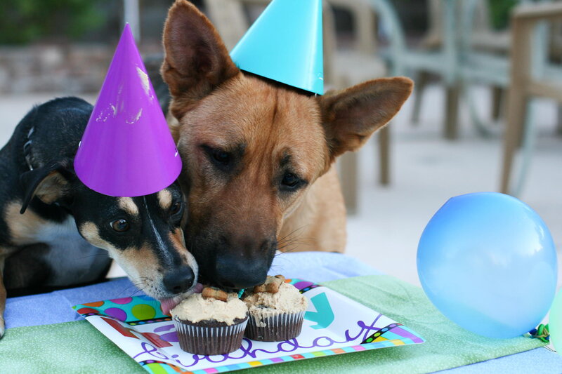 Two Dogs Eating Cupcakes