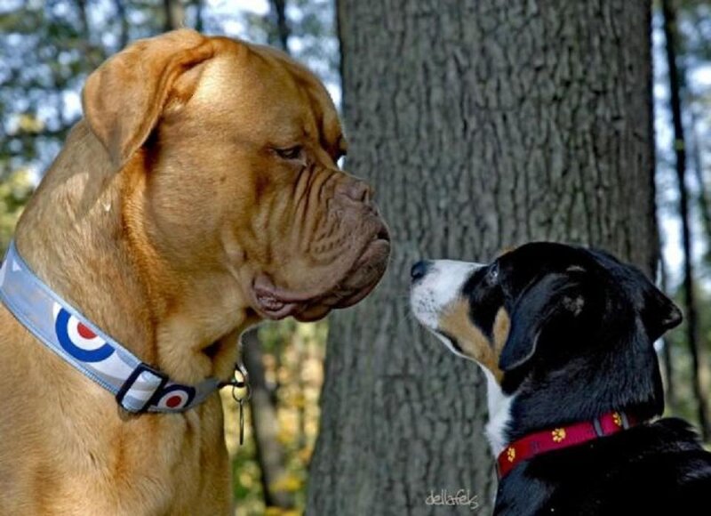two dogs facing each other