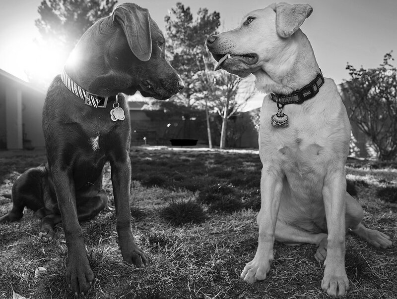 Two Dogs Facing Each Other — Black, Dramatic