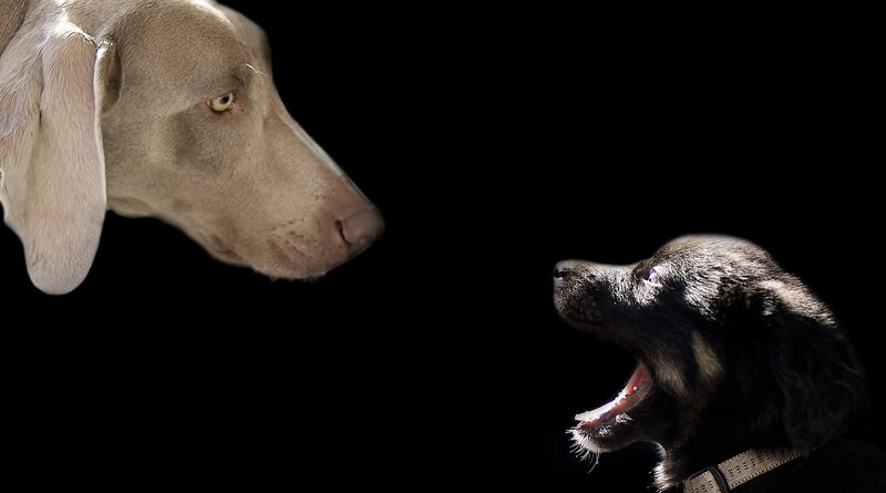 Two Dogs Facing Each Other — Black