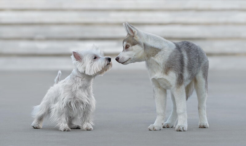 Two Dogs Facing Each Other — White, Calm